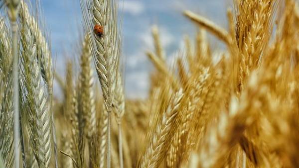 Україна може втратити до 7 млн гектарів посівних площ