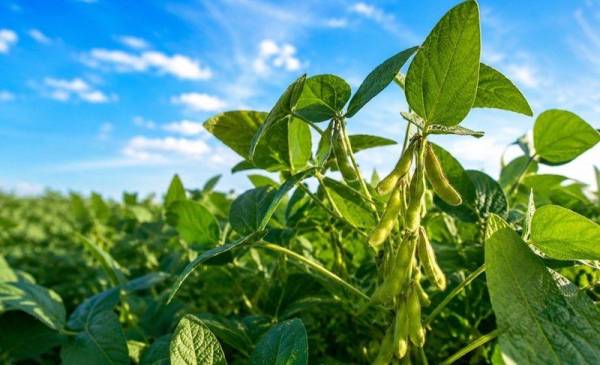 Павутинний кліщ загрожує соєвим полям: втрати до 80% врожаю