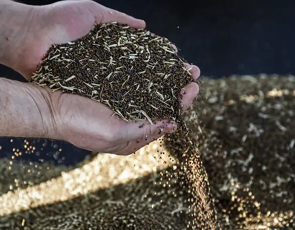 Україна вперше переробила понад 40% зібраного ріпаку