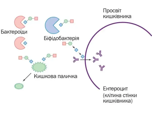 Молозиво: скарбниця здоров'я для новонароджених 8