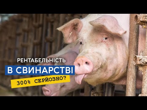 Розвінчуємо міфи: реальна прибутковість свинарства в Україні 12