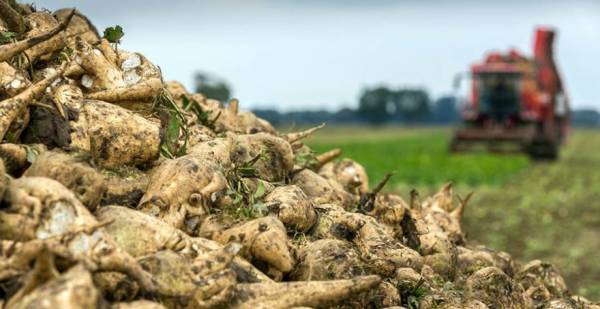 Аграрії почали збирати цукрові буряки з вищою врожайністю