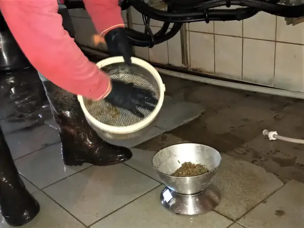 Українські молочні ферми нарощують надої, випереджаючи минулорічні показники 25