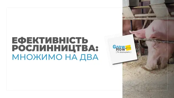 Ціни на свинину гарантують фермерам високий прибуток