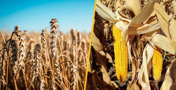 USDA: Прогноз урожаю пшениці в Україні зріс, але експортні очікування знижено
