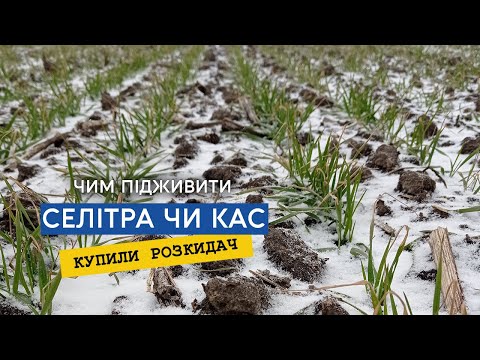 Ціни на свинину гарантують фермерам високий прибуток 18