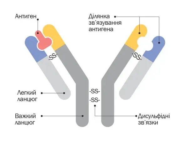 Молозиво: скарбниця здоров'я для новонароджених 7
