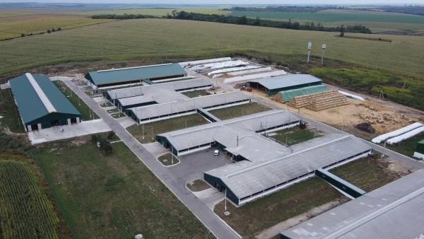 Фермерство під обстрілами: як молочні господарства виборюють своє майбутнє 27