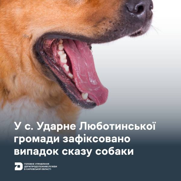Люботинська громада: зафіксовано небезпечне захворювання у собаки 2 Собака з ознаками сказу