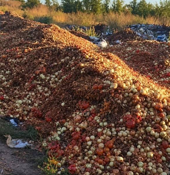 Ціна на цибулю в Україні впала на 10% за тиждень 2