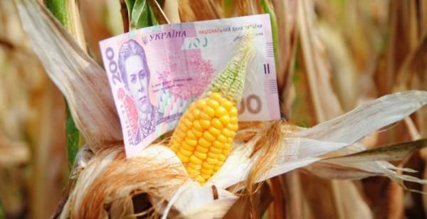Кукурудза втрачає ціну: закупівельні ціни в Україні впали до 4,5 тисяч грн/т