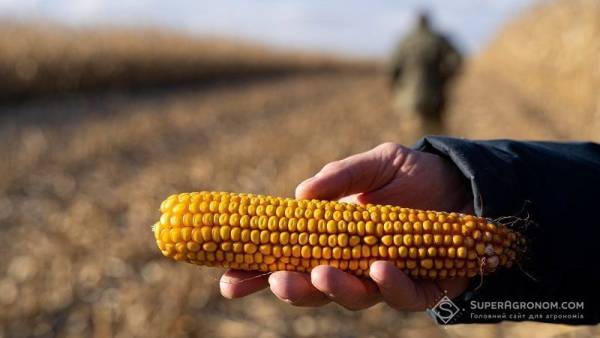 На Чернігівщині збирають кукурудзу врожайністю 9 тонн з гектара