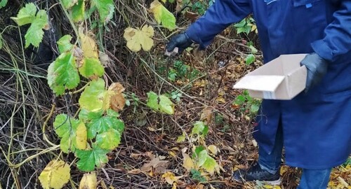 Харківщина: ліси обробляють протисказною вакциною у вигляді приманок