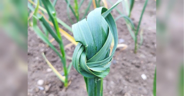 Зробіть так — і очманієте від врожаю часнику: крутий лайфхак для городників - INFBusiness