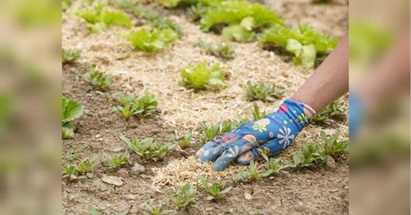 Посипте міжряддя цим копійчаним засобом, і забудете про бур’яни на грядках до осені - INFBusiness