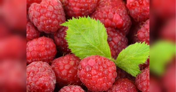 Секрети городника: обов'язково зробіть так — і збиратимете по відру малини з куща - INFBusiness